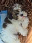 Shih tzu śliczne