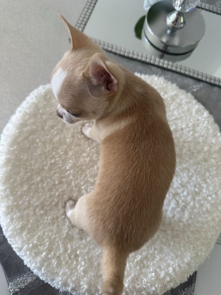 Chihuahua MOCHI chlopczyk ZAREZERWOWANY
