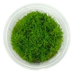 Rośliny do akwarium Eleocharis sp. MINI PONIKŁO KUBEK 10cm