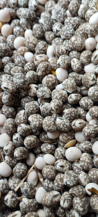 Łubin gorzki do siewu