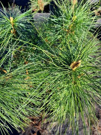 Sosna Himalajska "Pinus Hallichiana"