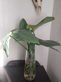 Philodendron filodendron hastatum Silver Queen