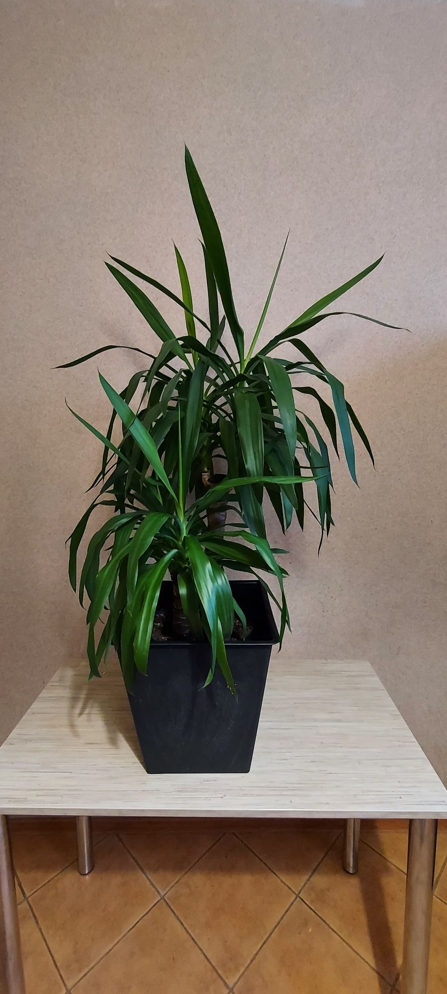 Juka z donicą 150cm