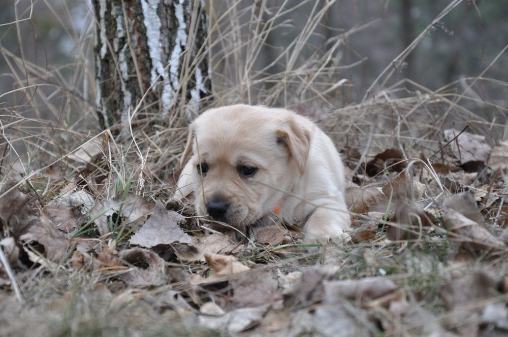 Бiлi та жовтi дiтки лабрадорiв