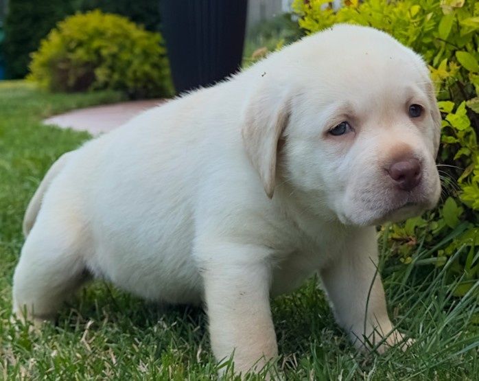 Śliczny labrador już do odbioru!!