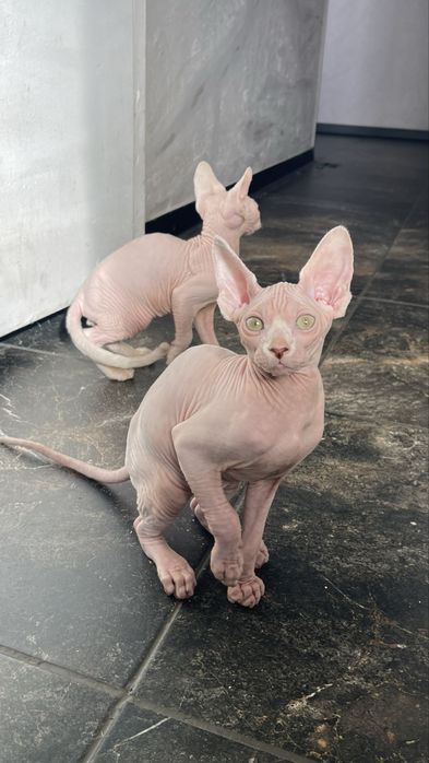 Сфінкс, 3 міс., хлопчик.