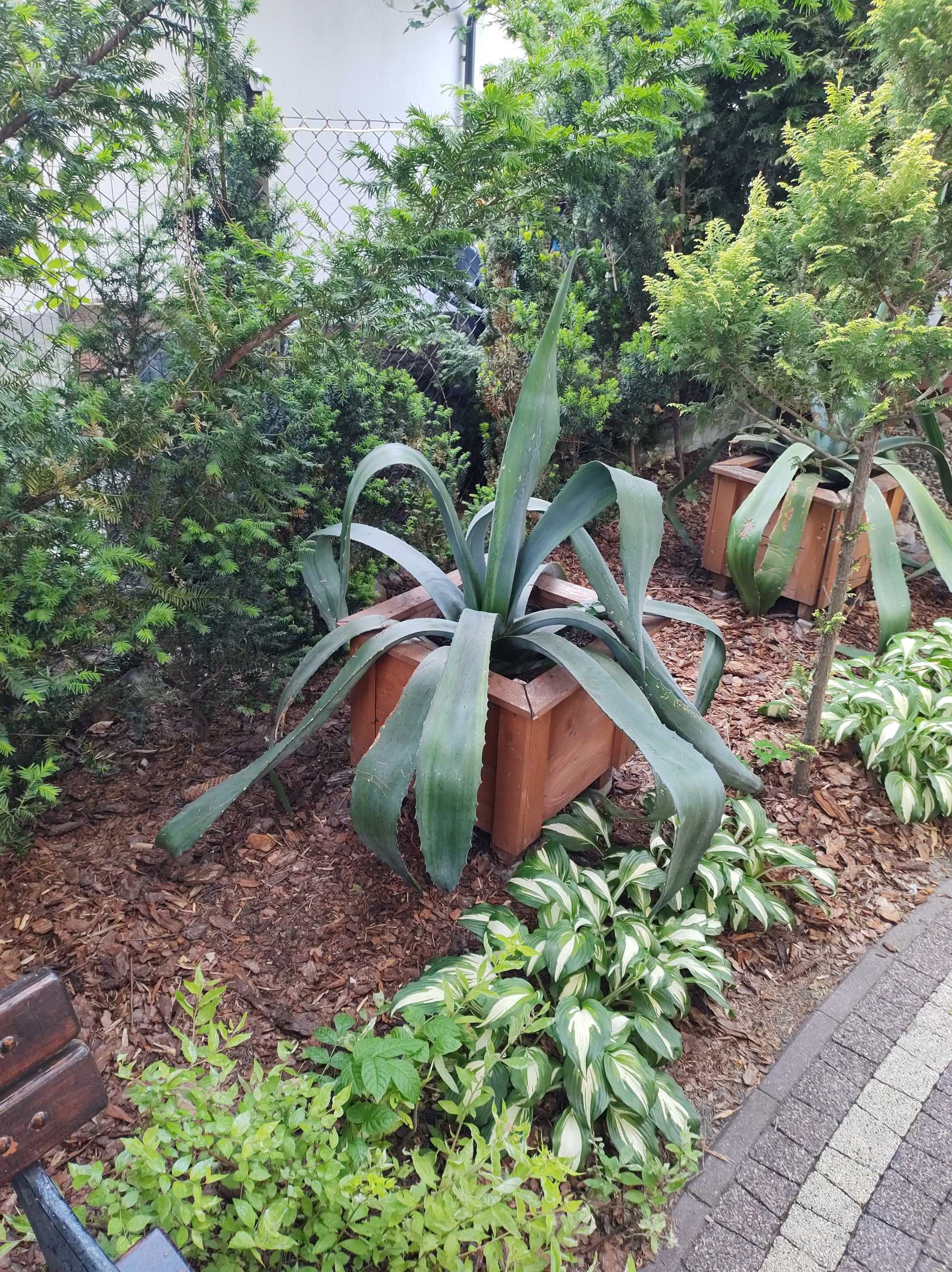 Kaktusy 150 cm z doniczką