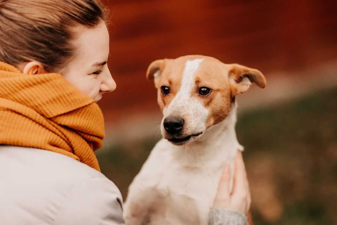 Diesel - uroczy psiak w typie Jack Russell Terriera szuka domu!!!