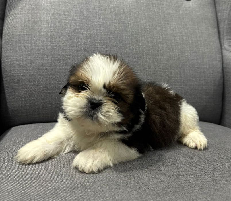 Szczeniak Piesek SHIH TZU