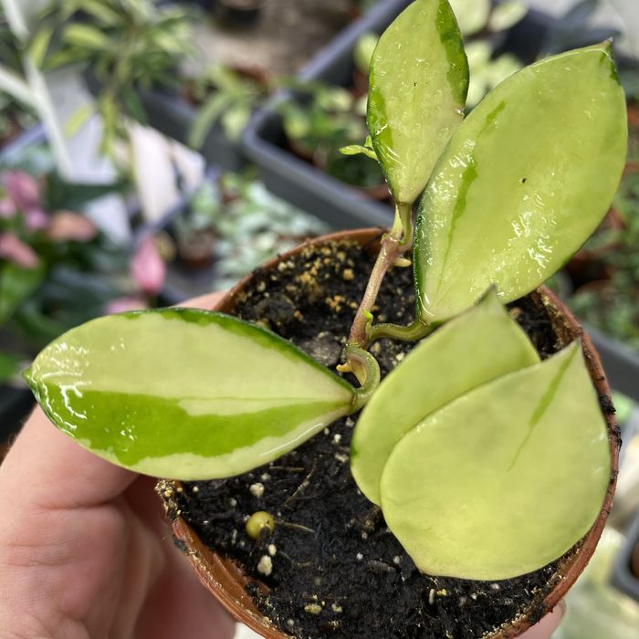 Хойя Hoya walliniana variegata
