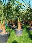 Palma Szorstkowiec Trachycarpus Fortunei mrozoodporna Palma