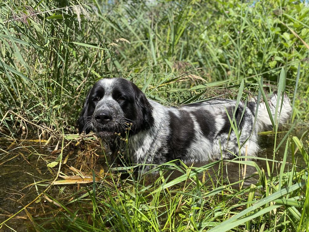 Rumba suczka, miks golden retriver z nowofunland, oddam