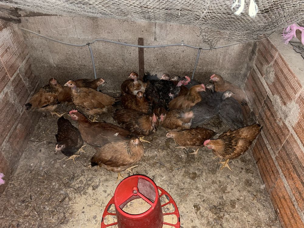 Vendo frangos caseiros