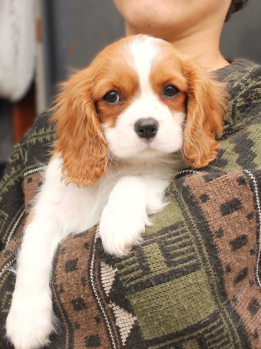 Цуценятка Кавалер Кінг Чарльз спаніель.