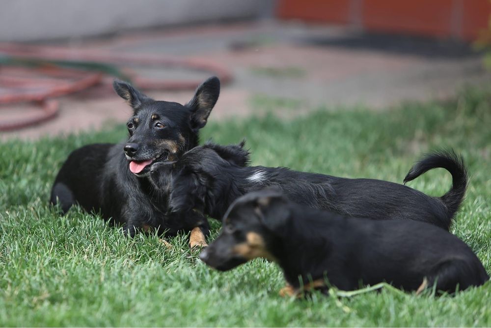 Neska -malutka  6 kg suczka czeka na wymarzony dom-adoptuj