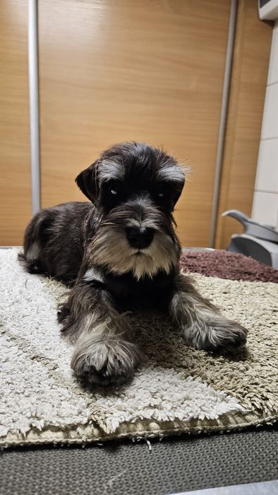 Sznaucer miniaturowy czarno-srebrny - RODOWÓD FCI !!!