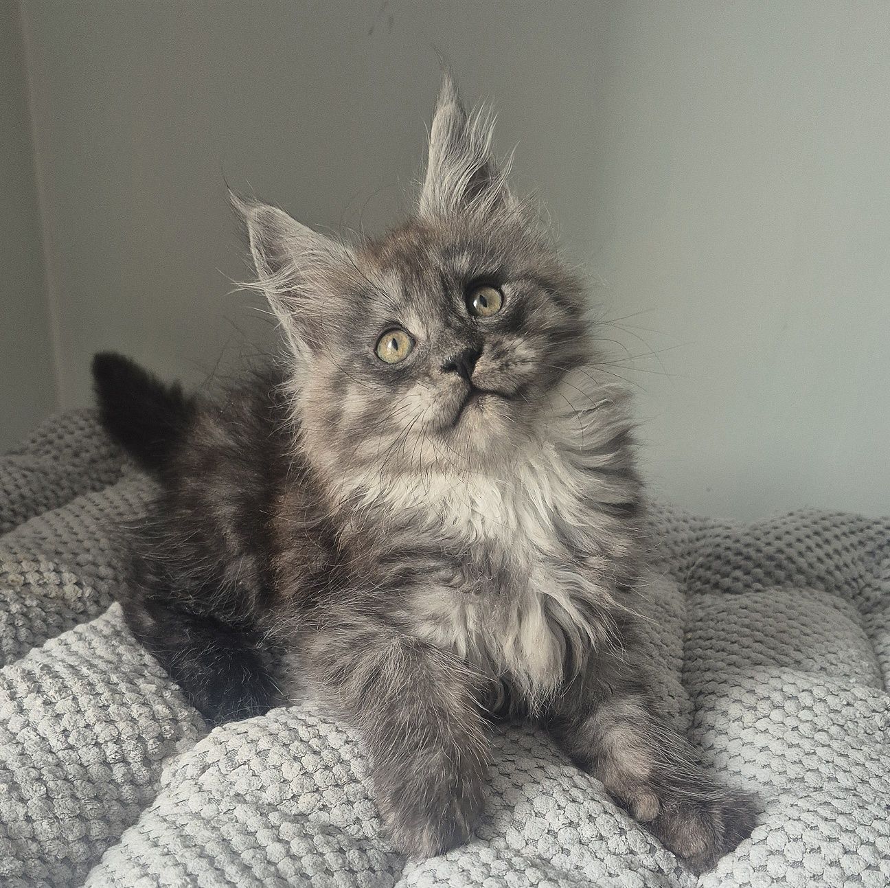 BONA srebrzysta kotka Maine coon!!!