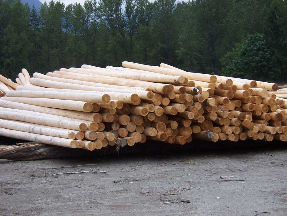 Wałki Paliki Drągi Palisada Drewniana Słupki Kołki Tyczki Podpory