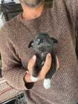 Chihuahua macho pelo curto