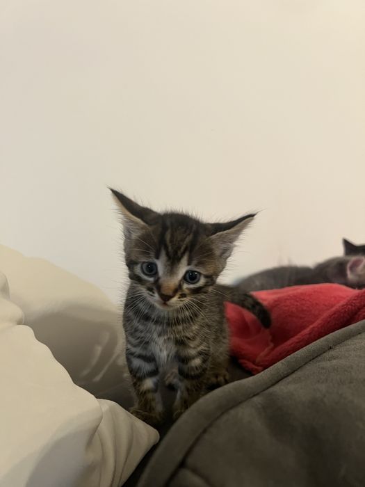 Кошенята Віддам в добрі руки!Плюс 100грв на корм!