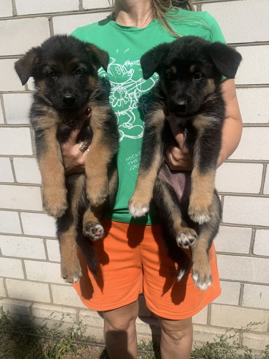 Продам цуценят Німецької вівчарки