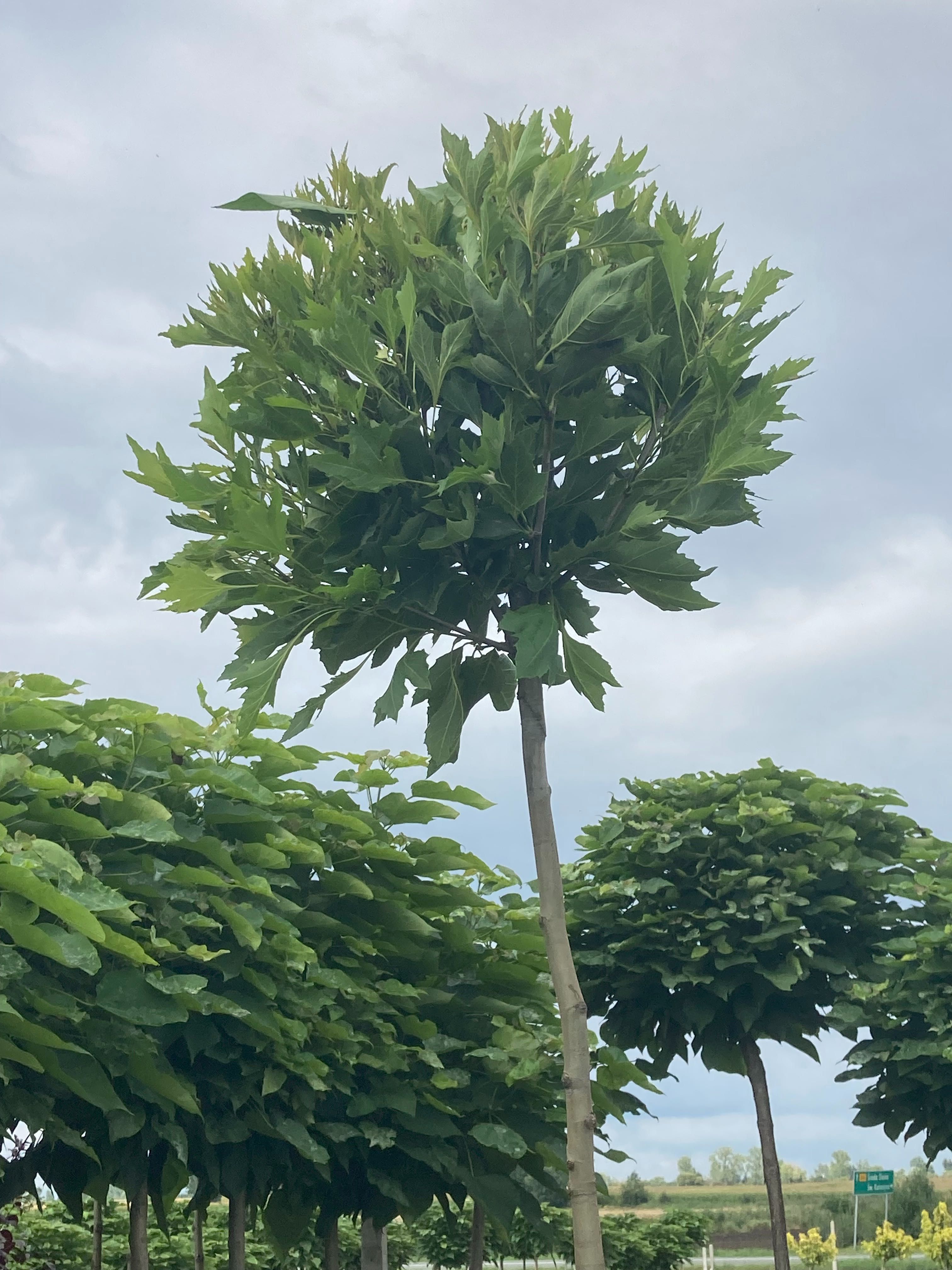 drzewa alejowe Klon Brzoza Akacja Wiąz Platan katalpa