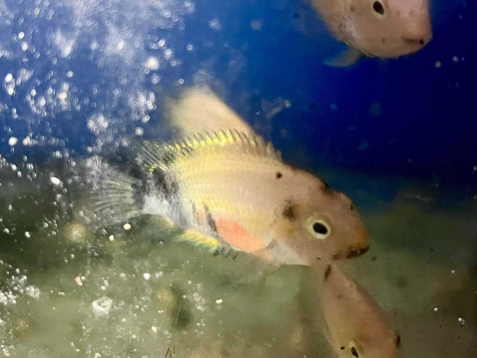 Amatitlania nigrofasciata marble red