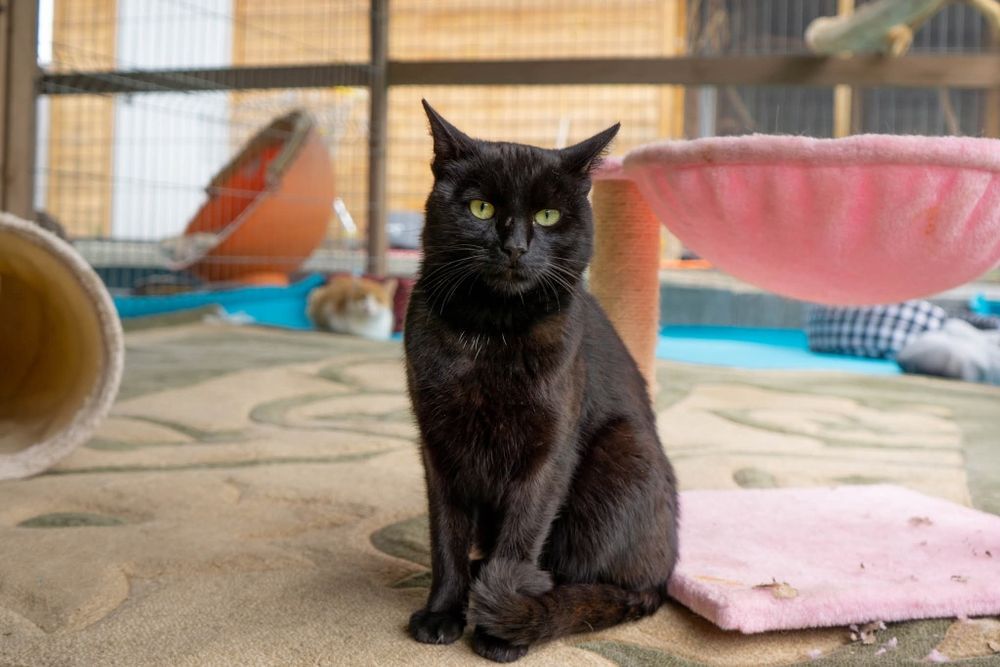 Czarny kot Venom czeka na dom w schronisku