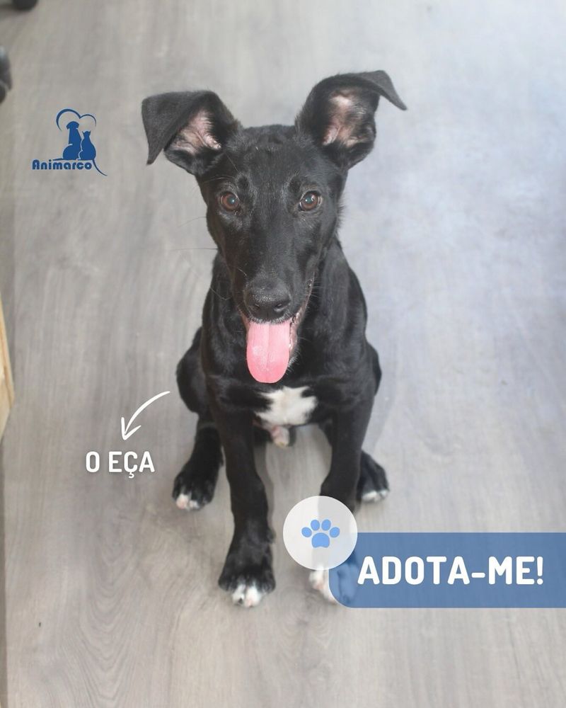Eça cachorro para adoção ficará medio