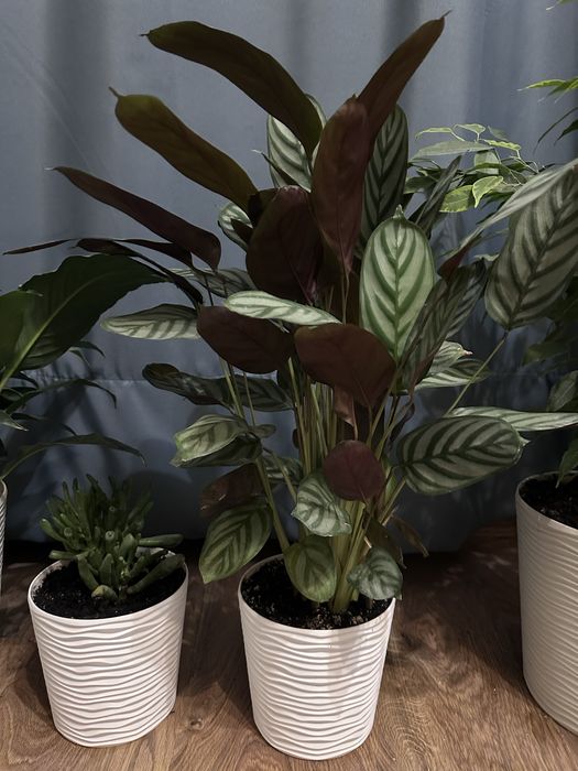 Ктенанта Оппенгейма + крассула яйцевидная (Crassula ovata)