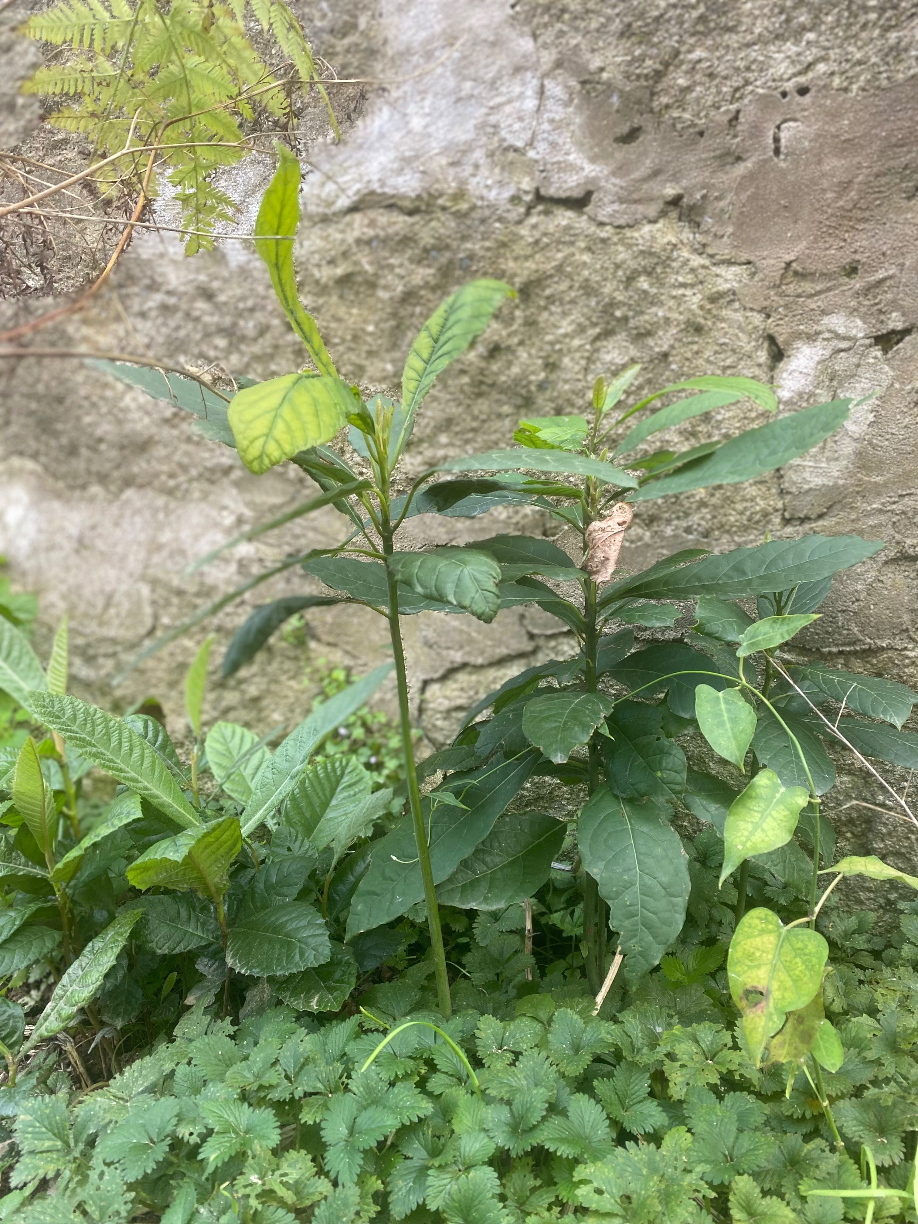 Vendo Abacateiros Organicos