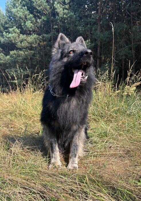 Szczeniak owczarka staroniemieckiego