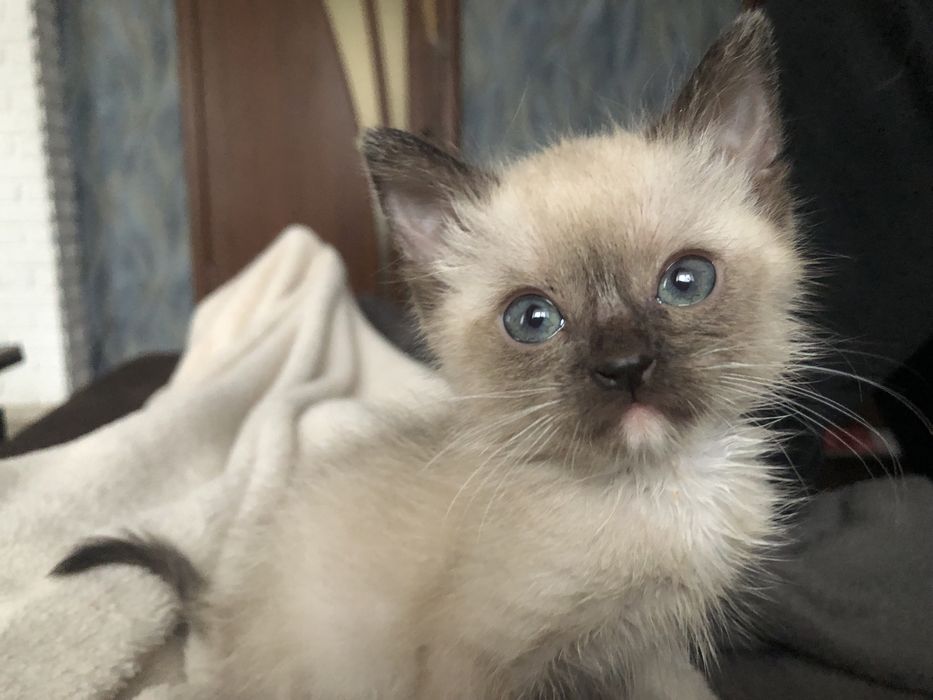 Отдам котенка в добрые руки