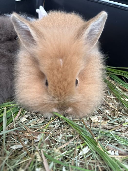 Львиный рыженький кролик