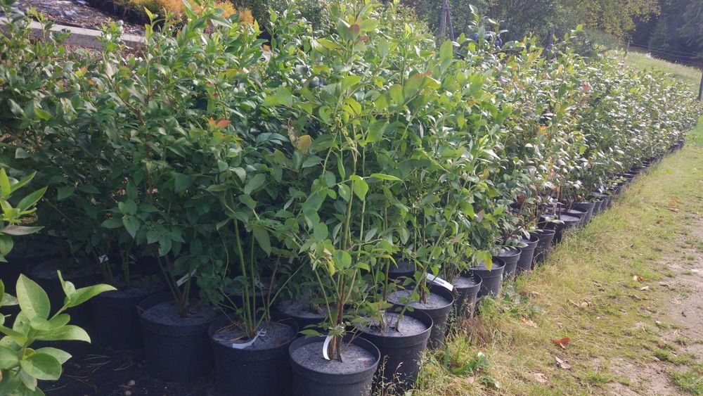 Borówka amerykańska sadzonki !!!