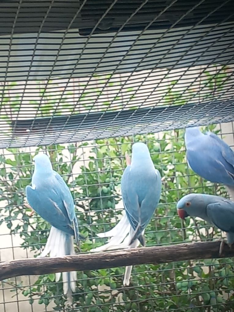 Ring necks cobalto cc