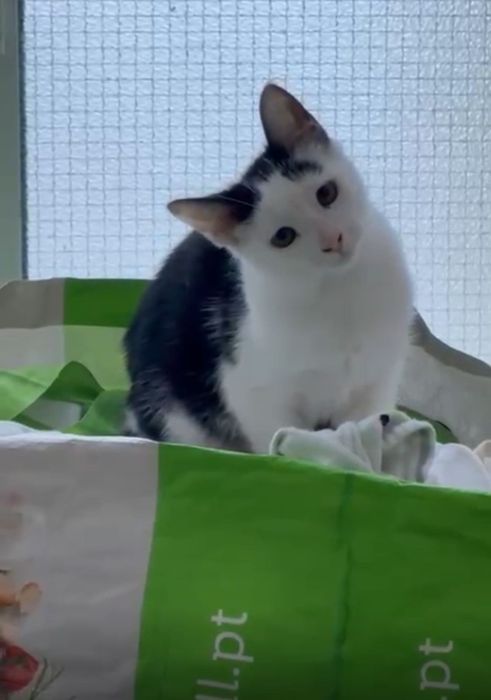 Gatinho bebé macho disponível para adoção responsável