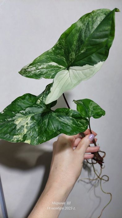 Сингониум  Империал вайт