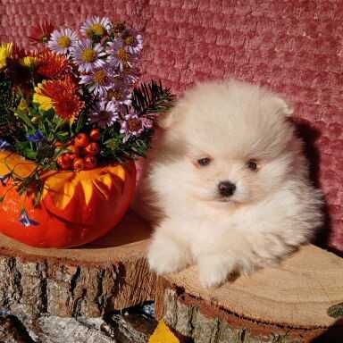 Piesek, typ misia, zadbany ; info instagram