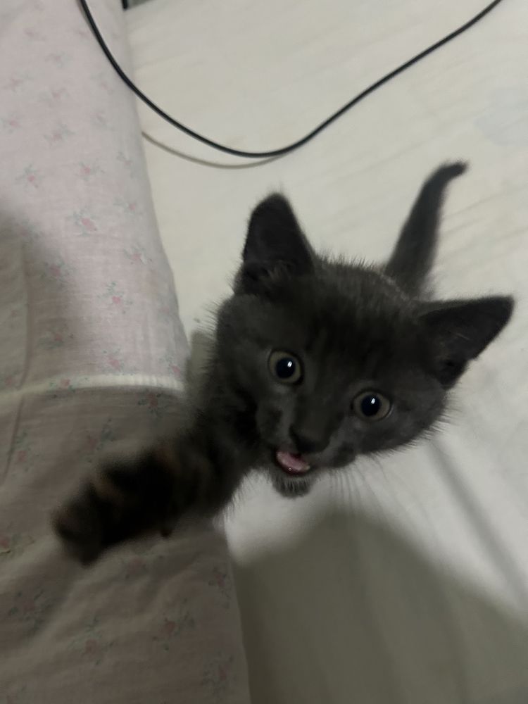 Отдам котенка в добрые руки