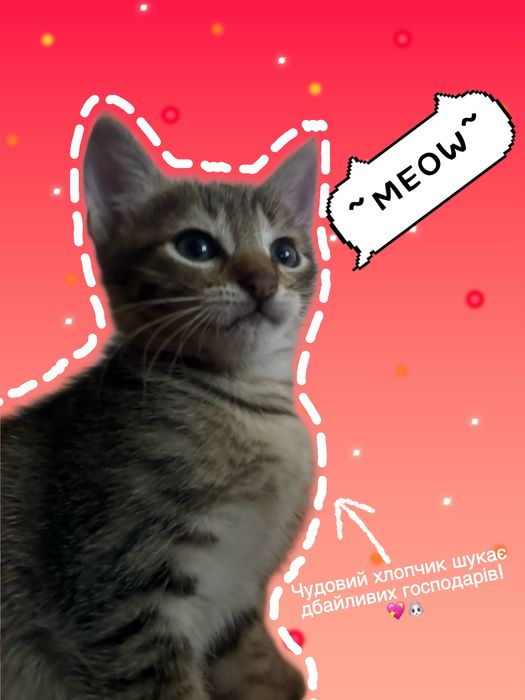 Котик. Котенок. Кошеня.