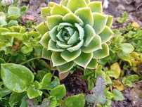 Echeveria Suculenta