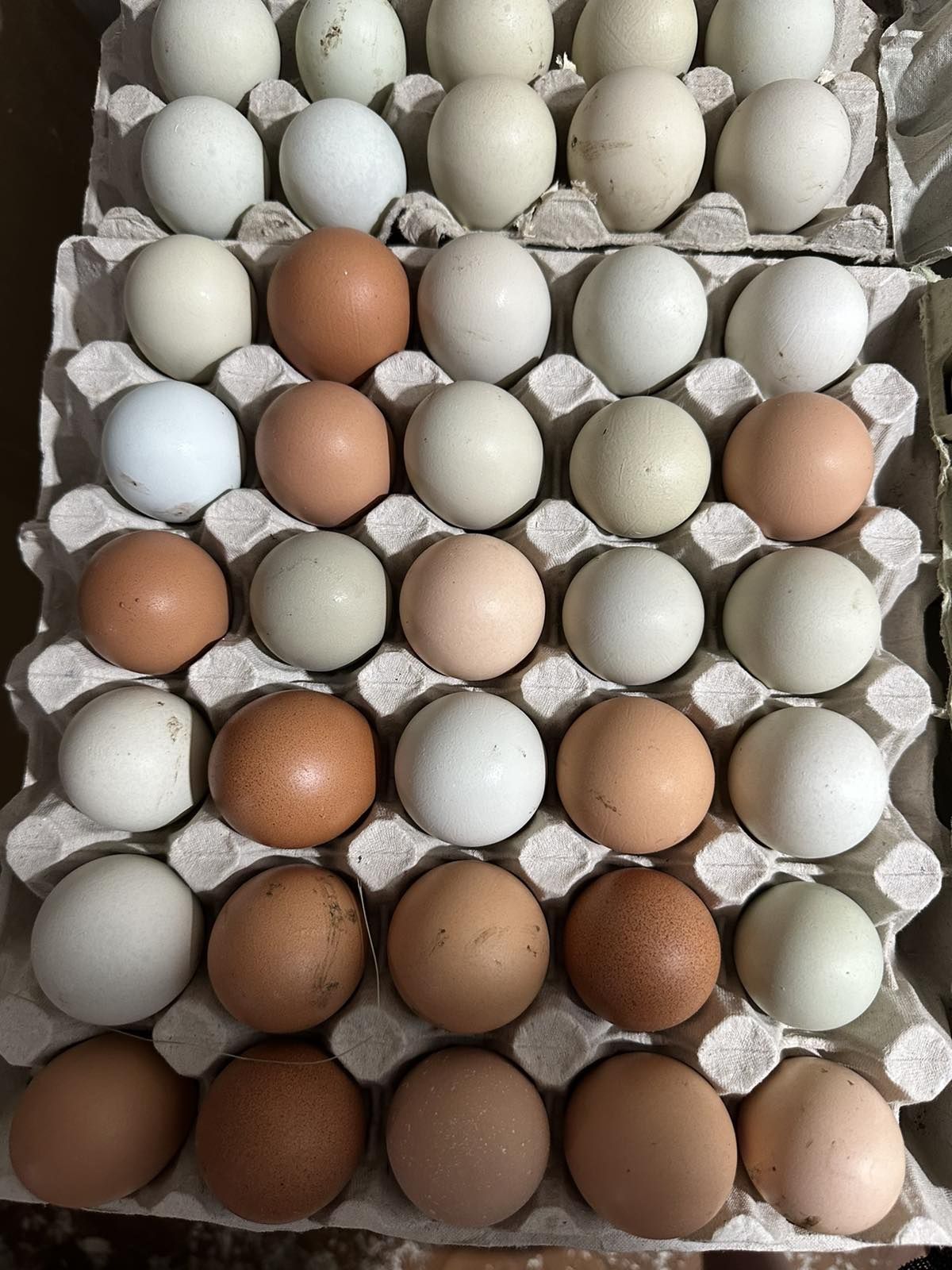 Яйцо для инкубации большой выбор