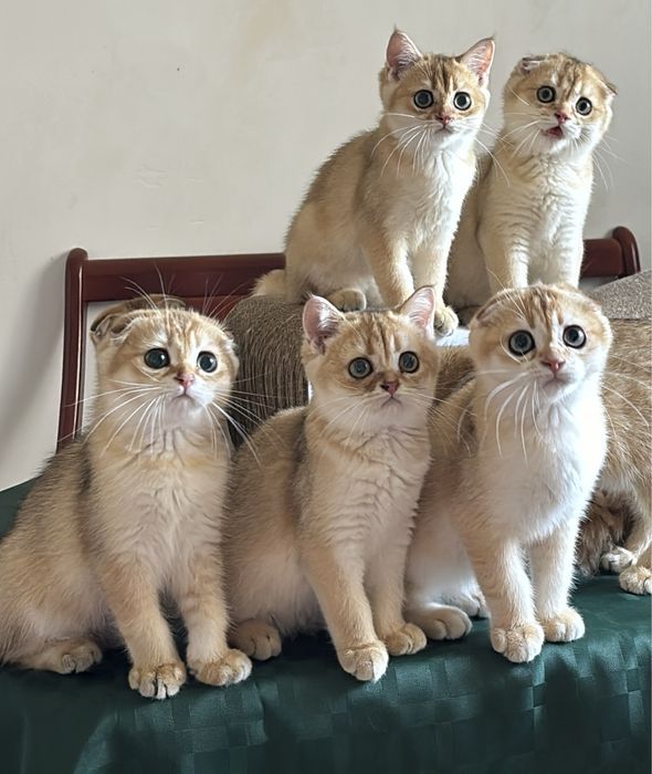 Котята висловушки золото