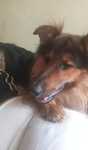 Piesek do adopcji