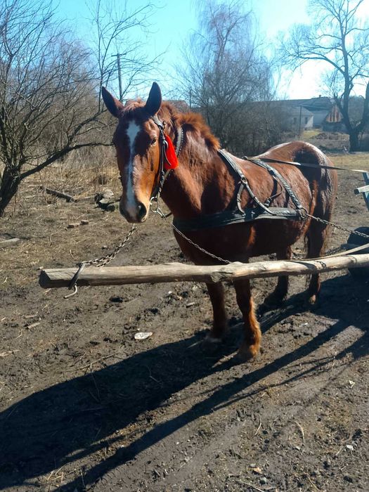 Продається кобила!