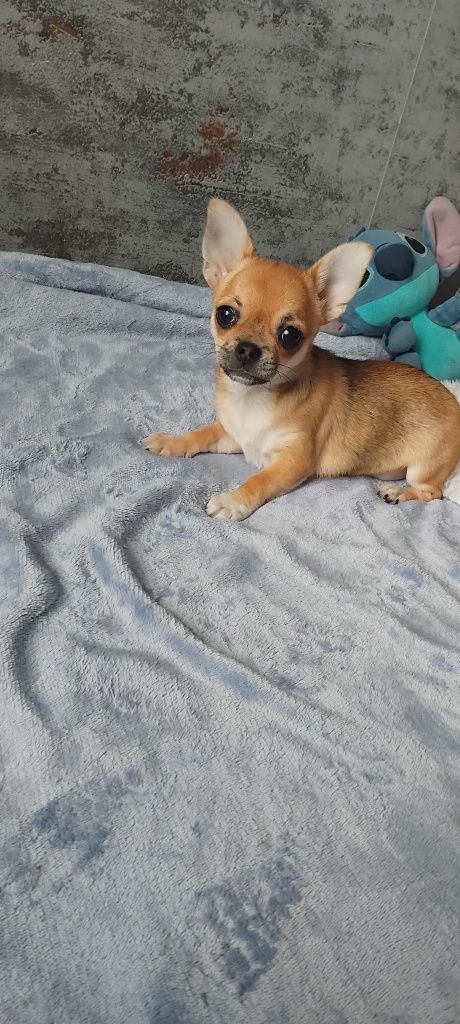 Chihuahua suczka