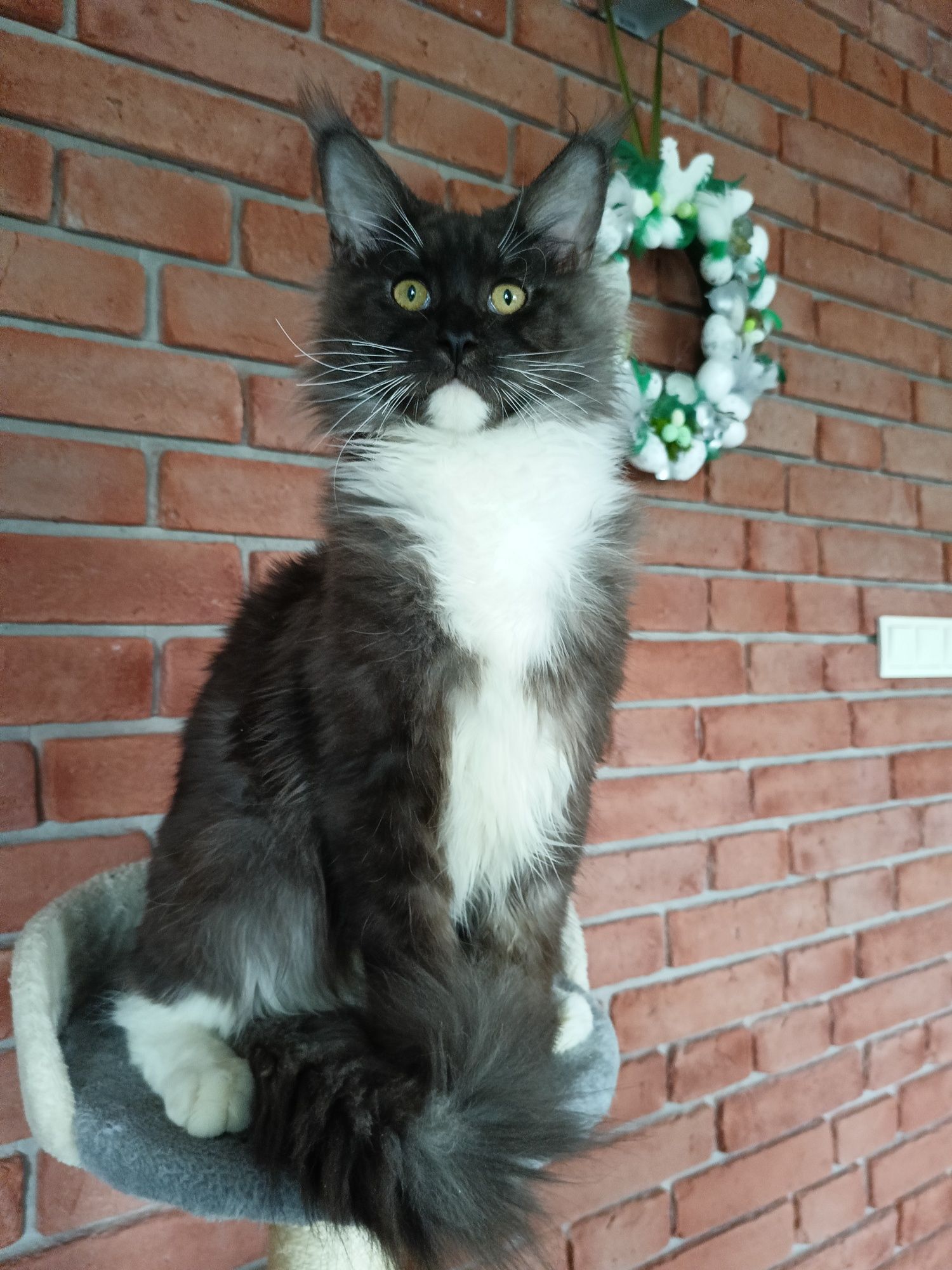 Piękny kocurek Maine Coon