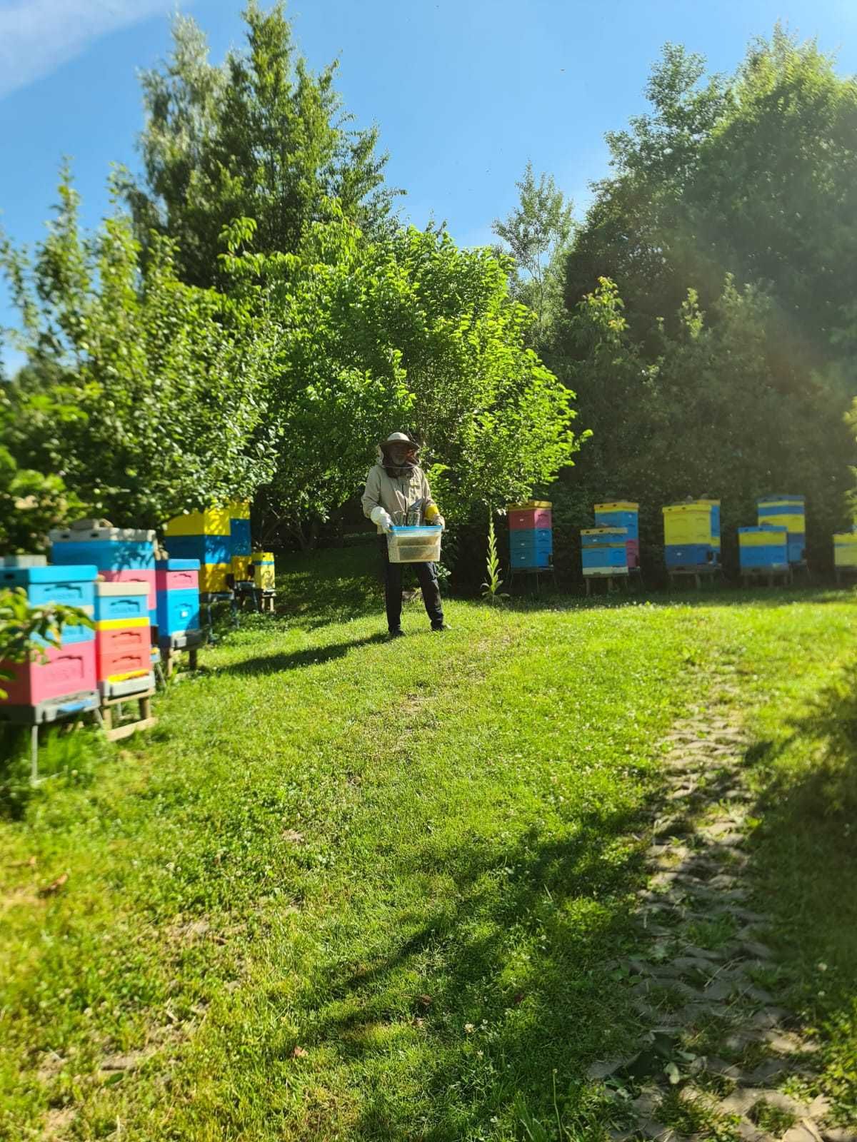 Sprzedam odkłady pszczoły rodziny Sklenar G10 lub Alpejka WIELKOPOLSKA