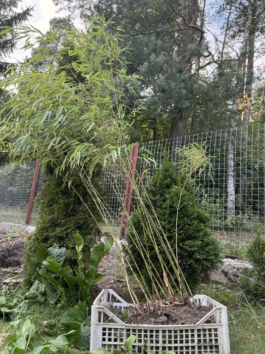 Bambus  do ogrodu kępowy